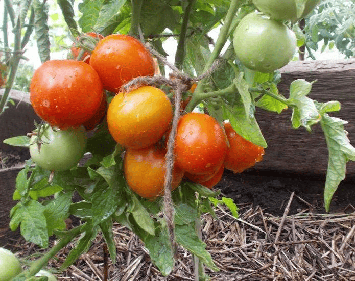  Шикарні сорти томатів для відкритого грунту, які з легкістю приносять відмінний урожай. Ділюся з вами 