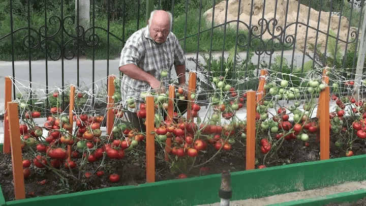 Закриваю сік з томатів на зиму вже в травні. Все завдяки німецькою технологією, без теплиць і хімії. (Урожай забезпечений). 