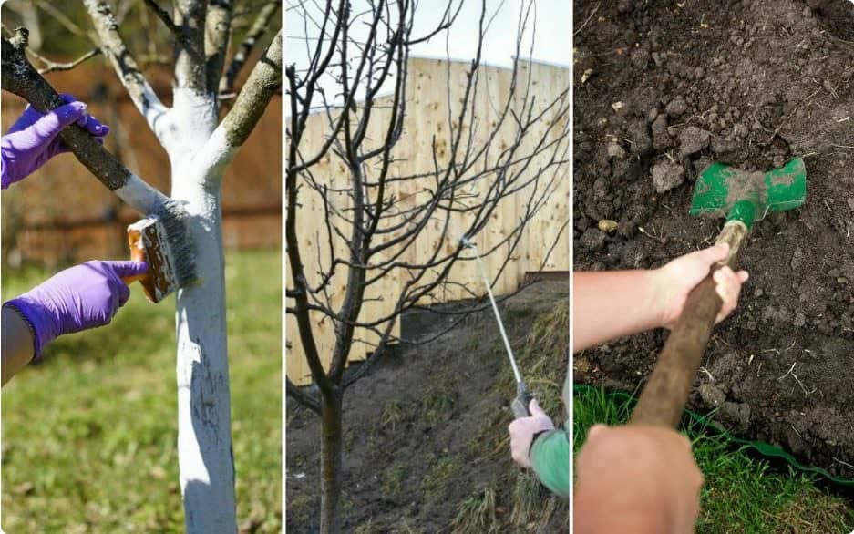 Весняна обробка дерев і чагарників: що потрібно знати, секрети
