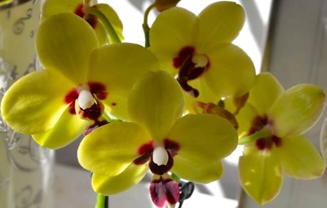 Спосіб, що змушує орхідеї цвісти безперестанку. Віддаю йому перевагу за співвідношенням "Безпека/Ефективність"